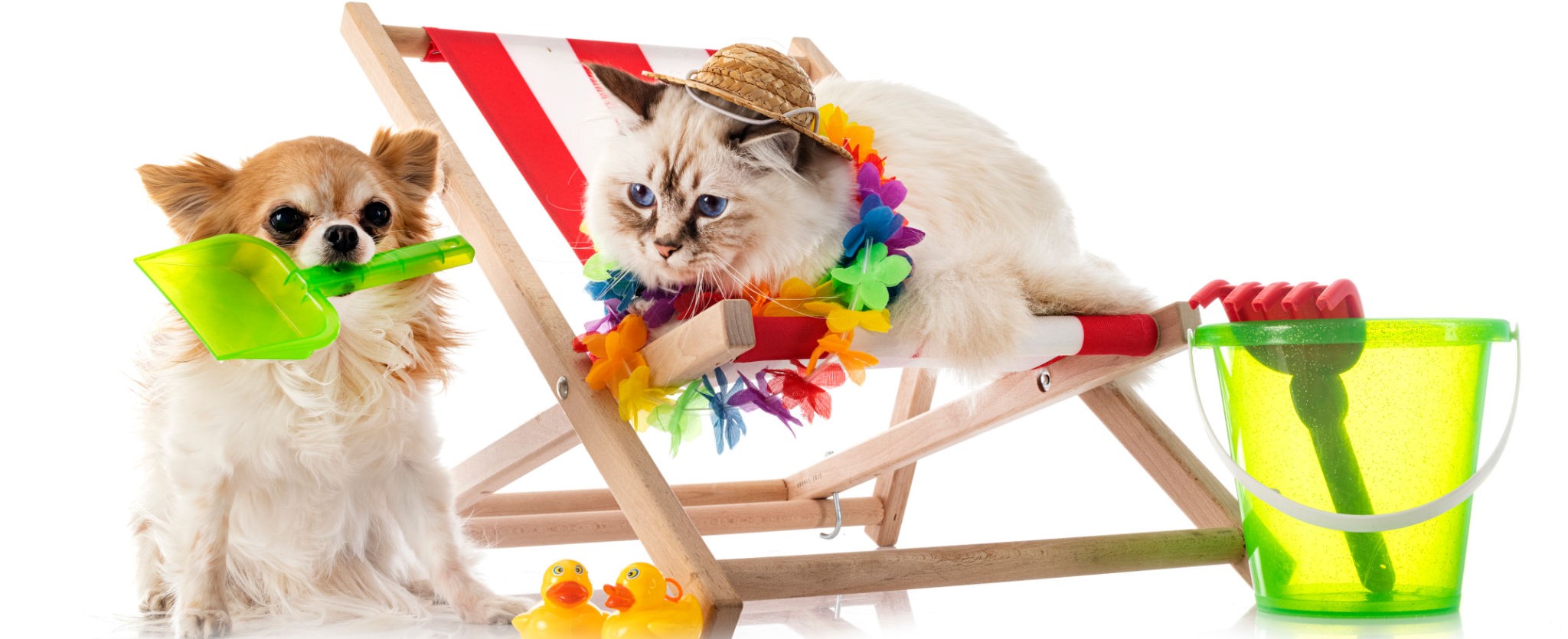 Pets felizes no Patas em Férias Pet Resort