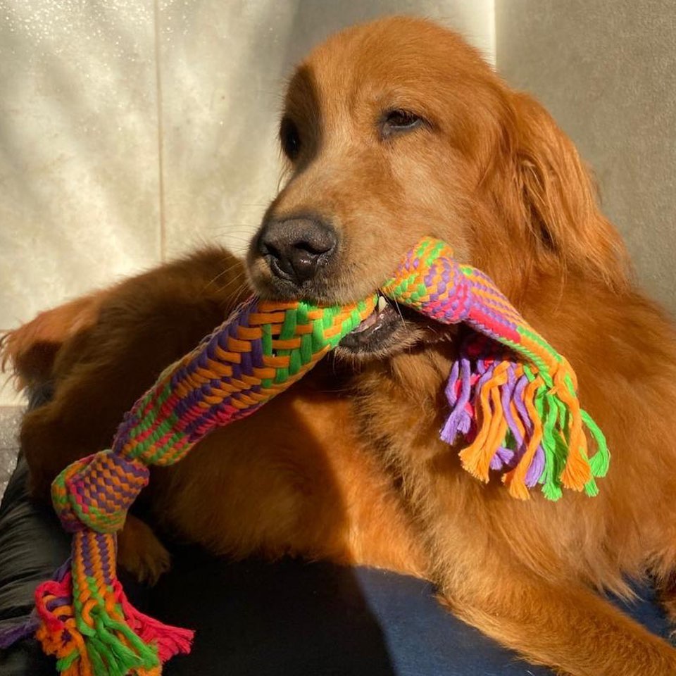 Pets no Patas em Férias