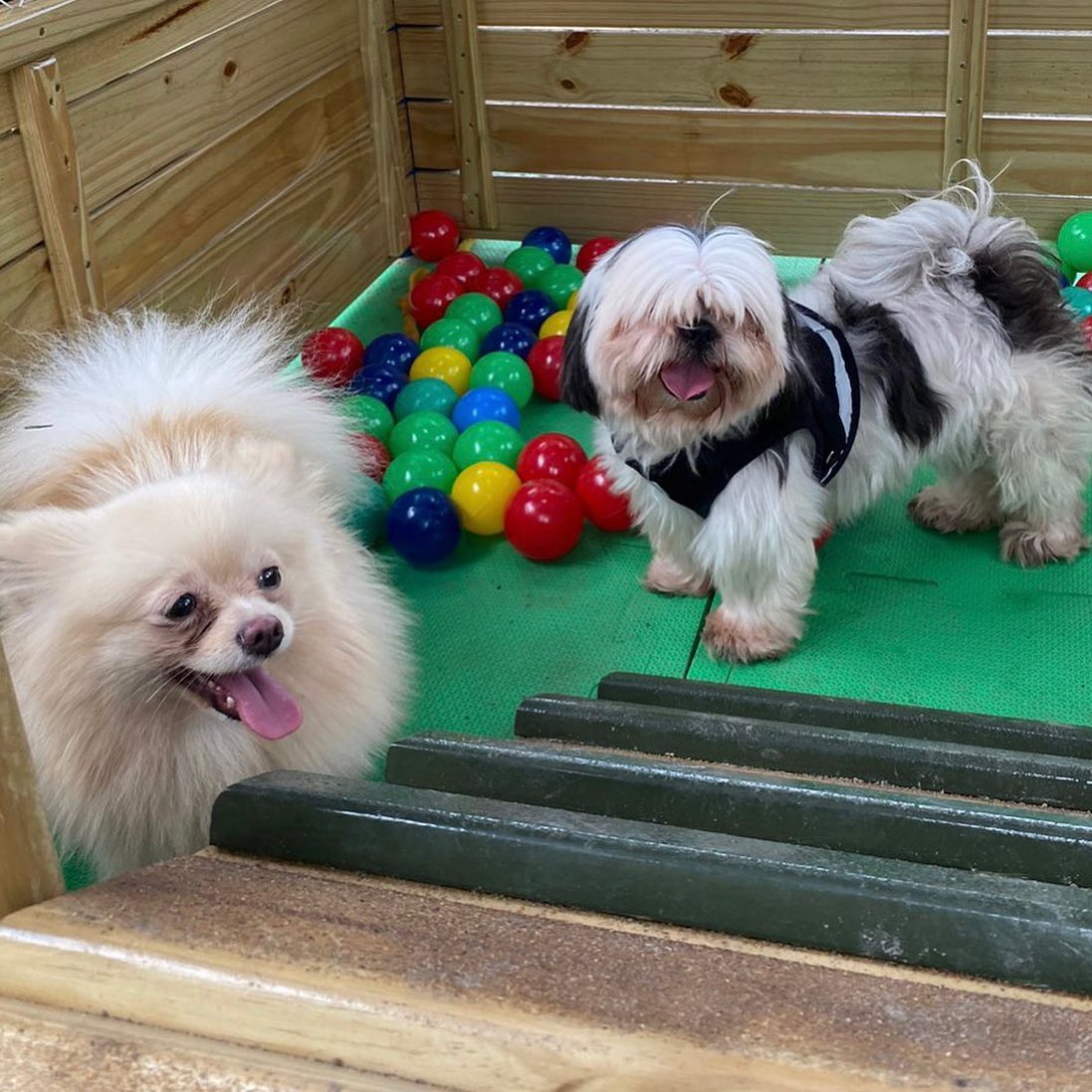 Pets no Patas em Férias