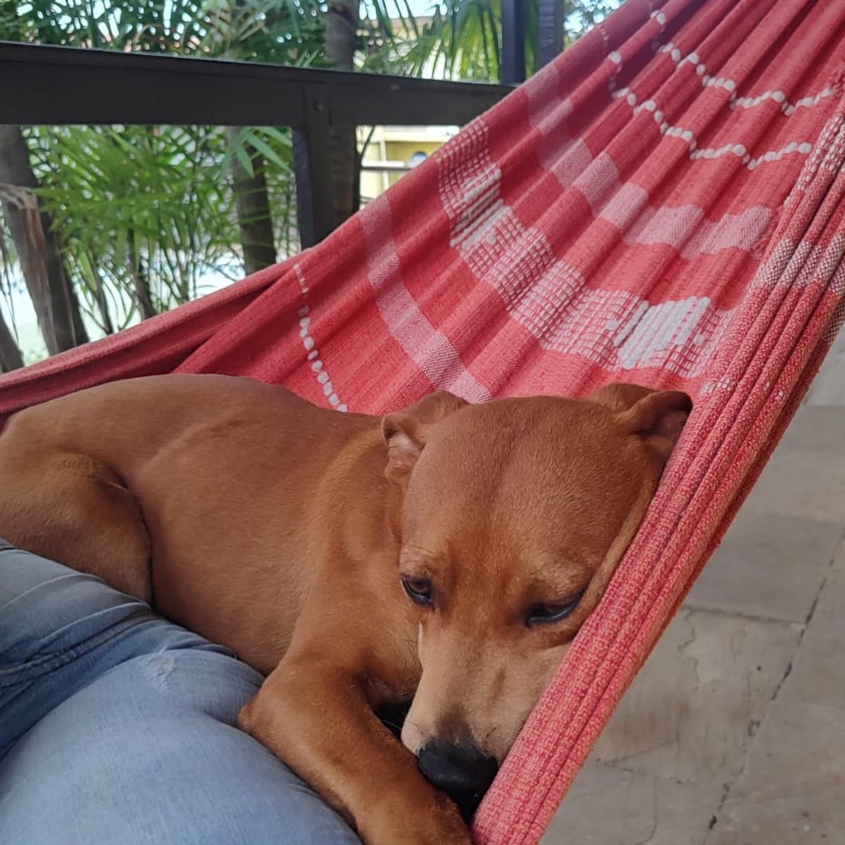 Pets no Patas em Férias