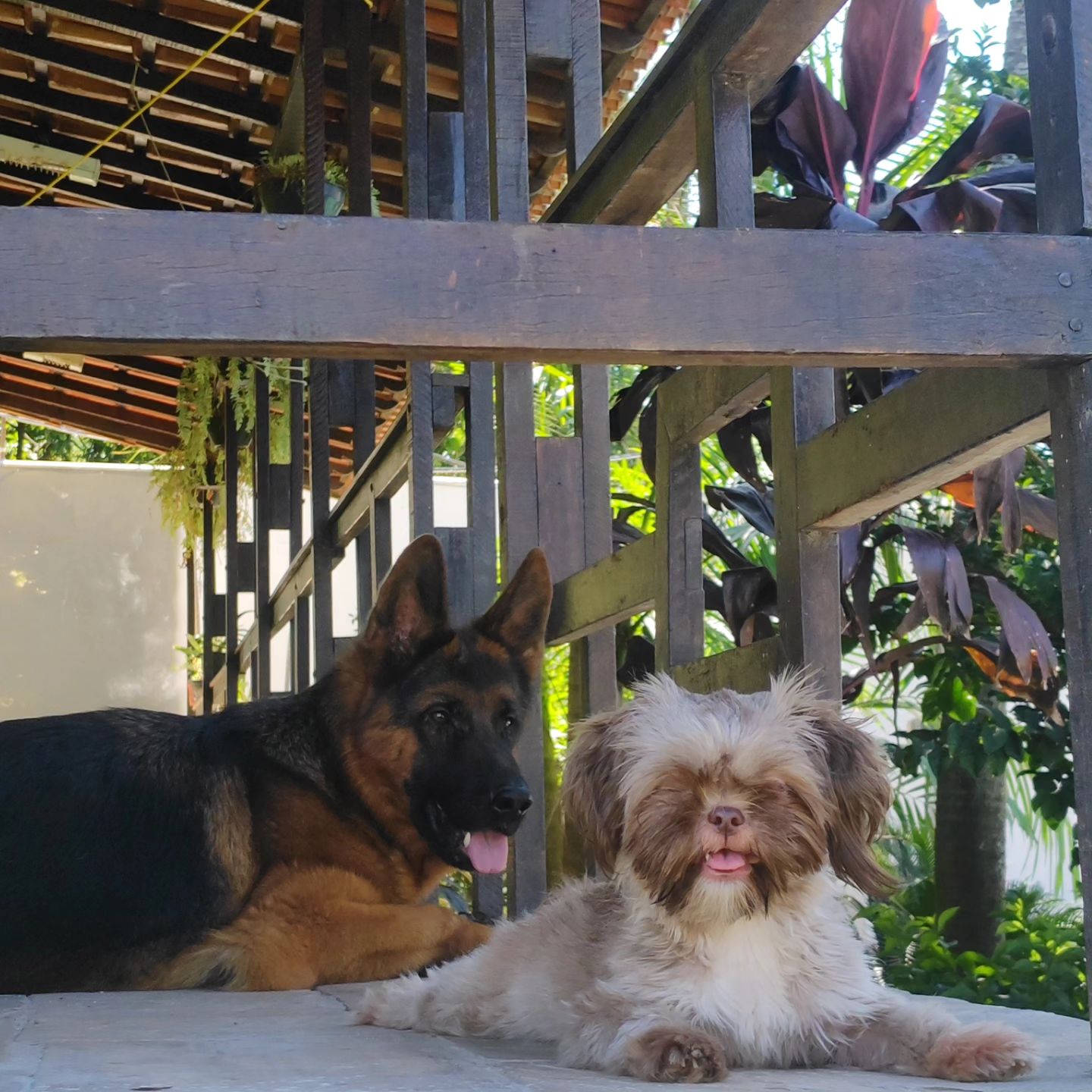 Pets no Patas em Férias