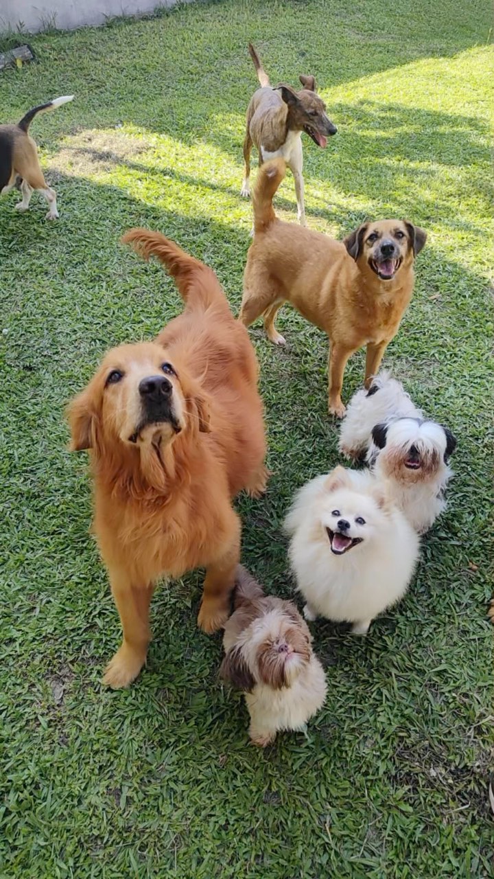 Pets no Patas em Férias