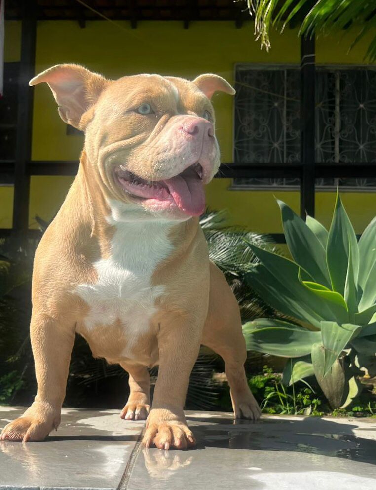 Foto do Patas em Férias Pet Resort