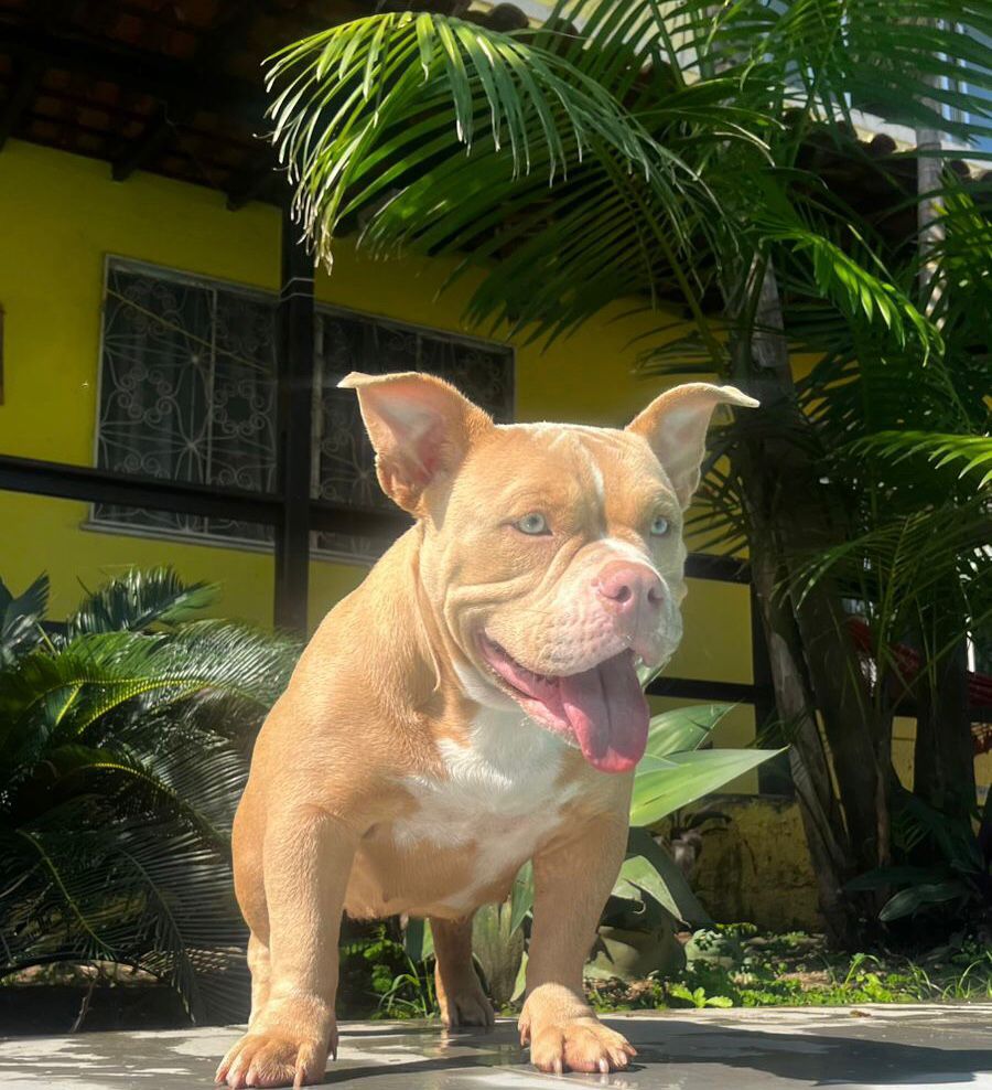 Foto do Patas em Férias Pet Resort