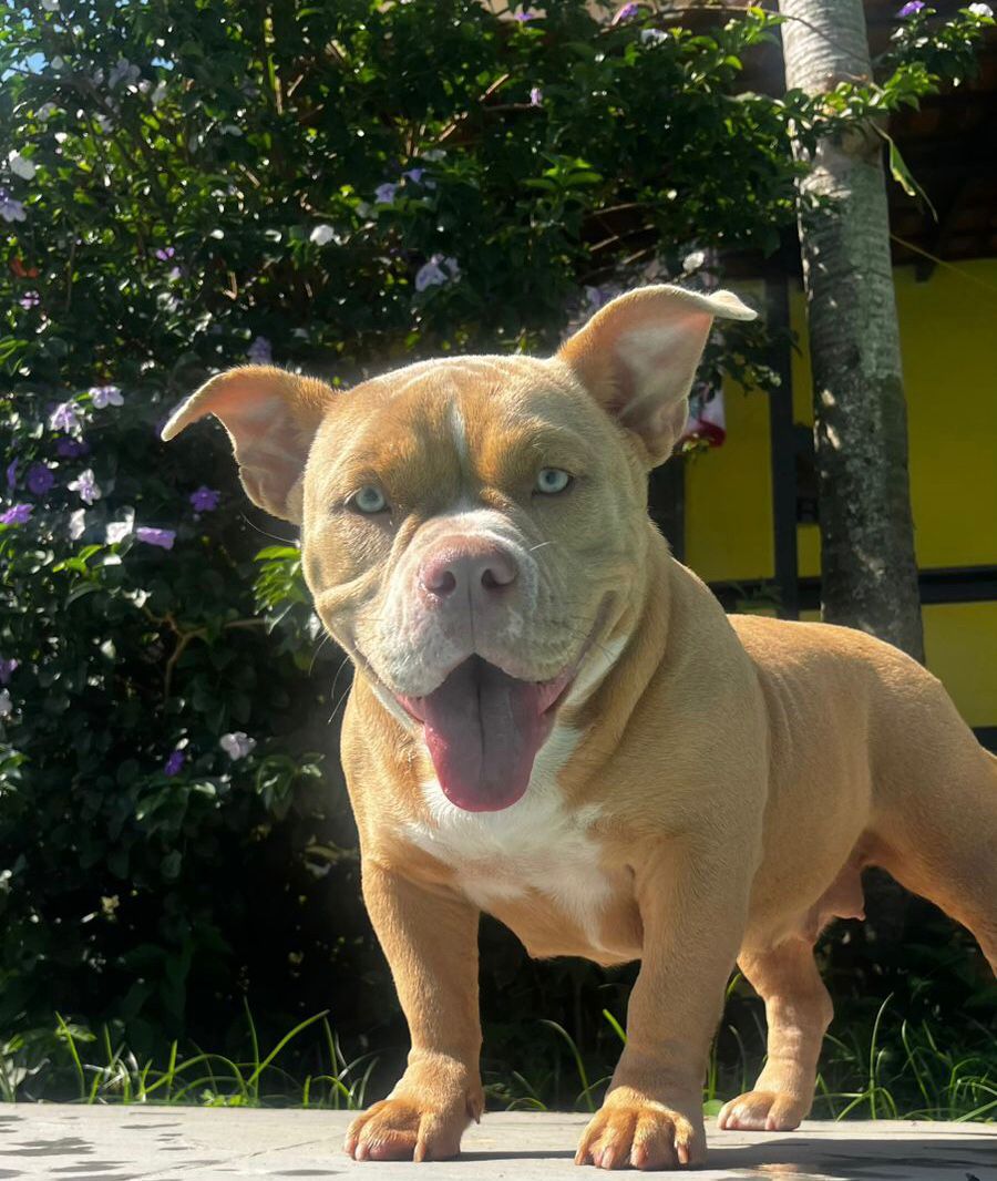 Foto do Patas em Férias Pet Resort