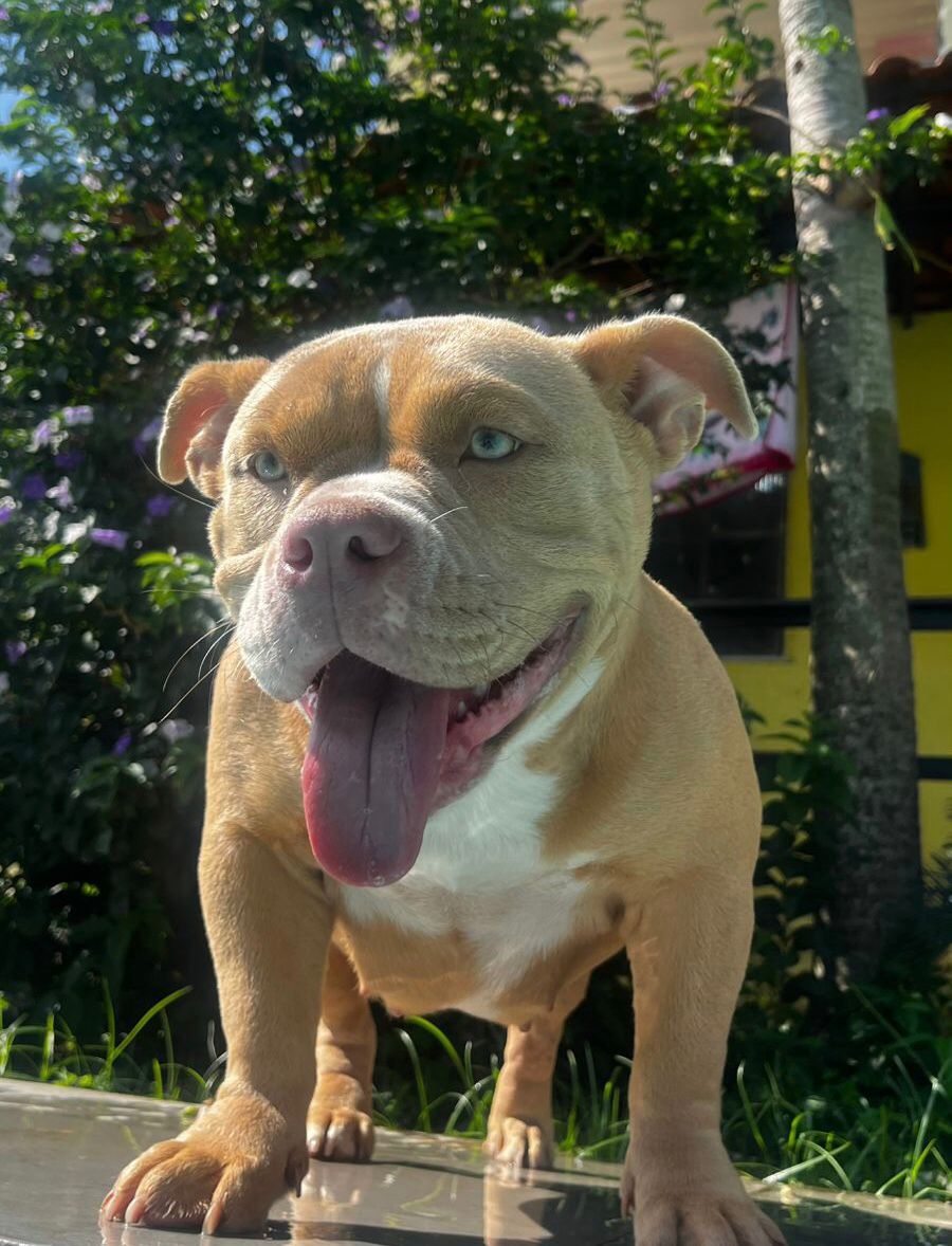 Foto do Patas em Férias Pet Resort