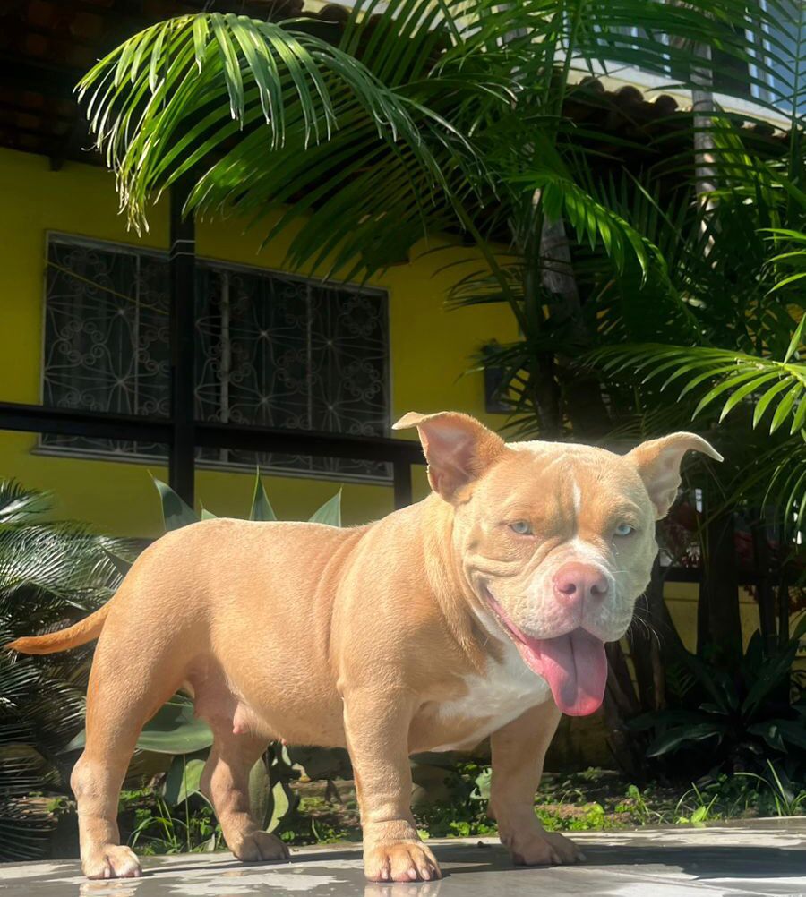 Foto do Patas em Férias Pet Resort