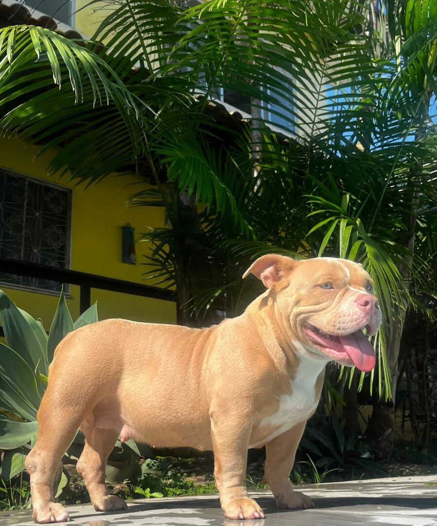 Foto do Patas em Férias Pet Resort