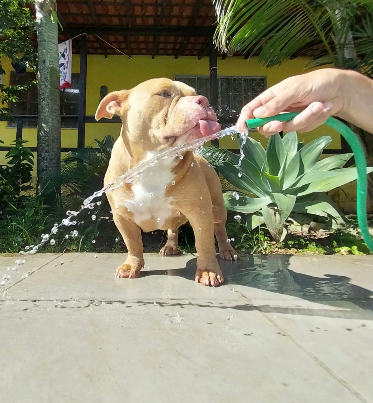 Foto do Patas em Férias Pet Resort