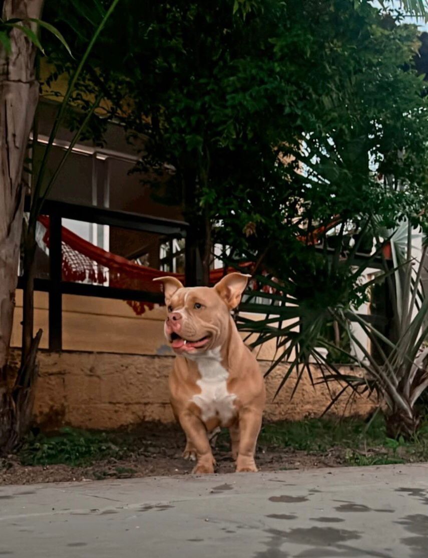 Foto do Patas em Férias Pet Resort