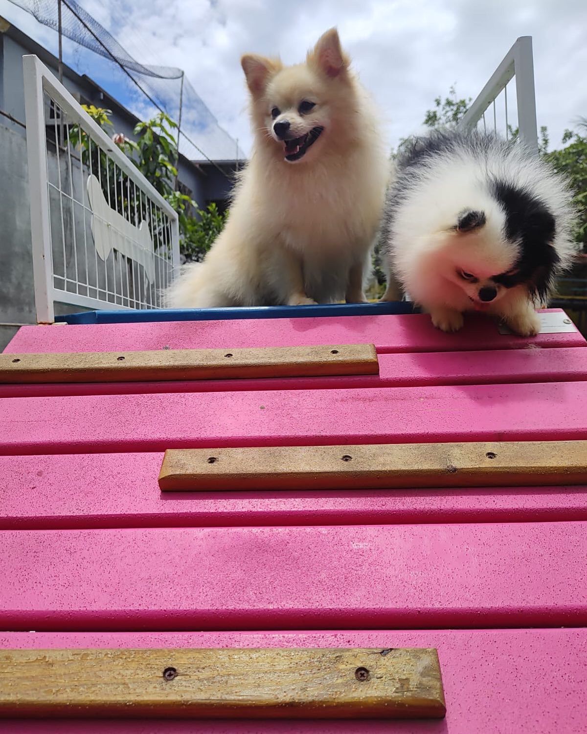 Foto do Patas em Férias Pet Resort