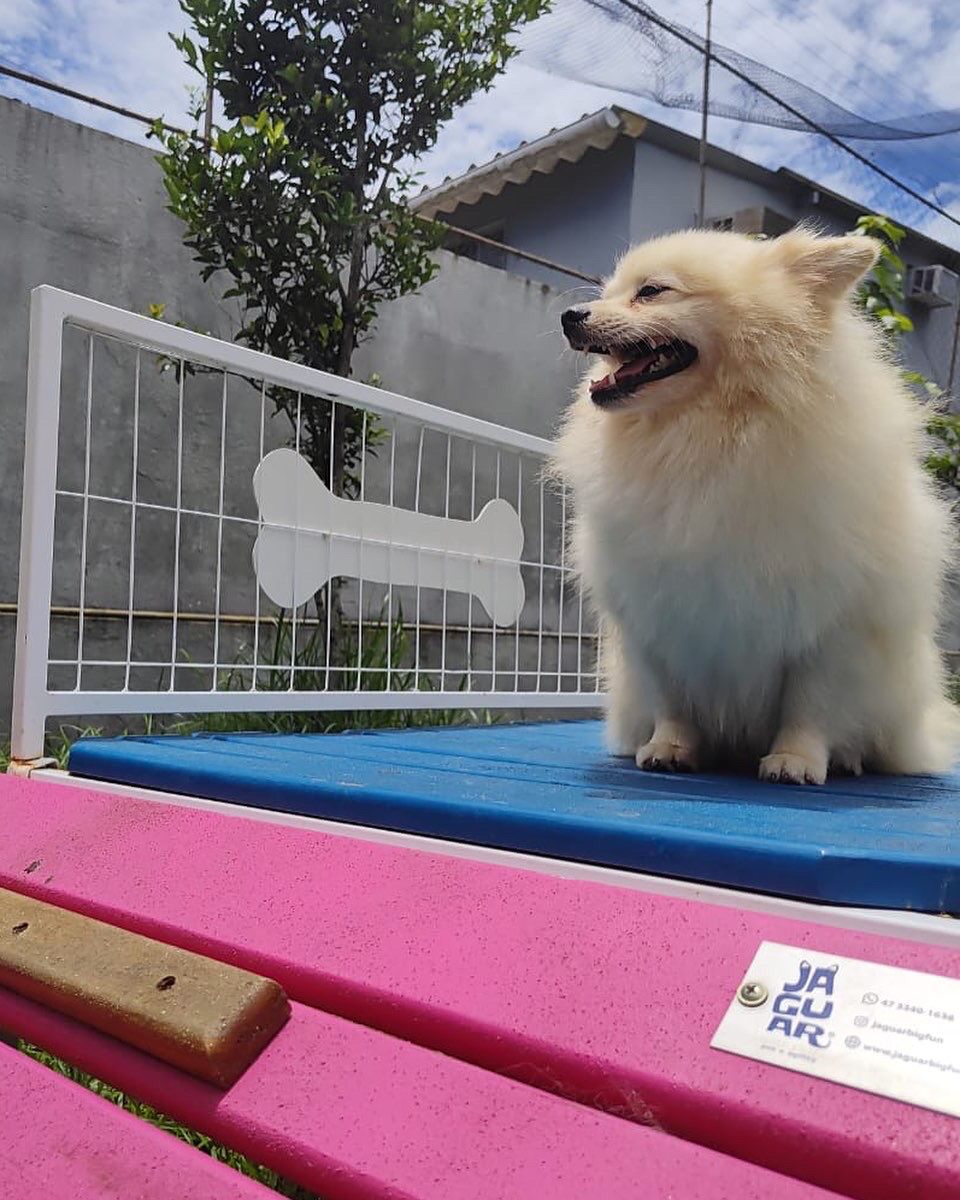 Foto do Patas em Férias Pet Resort