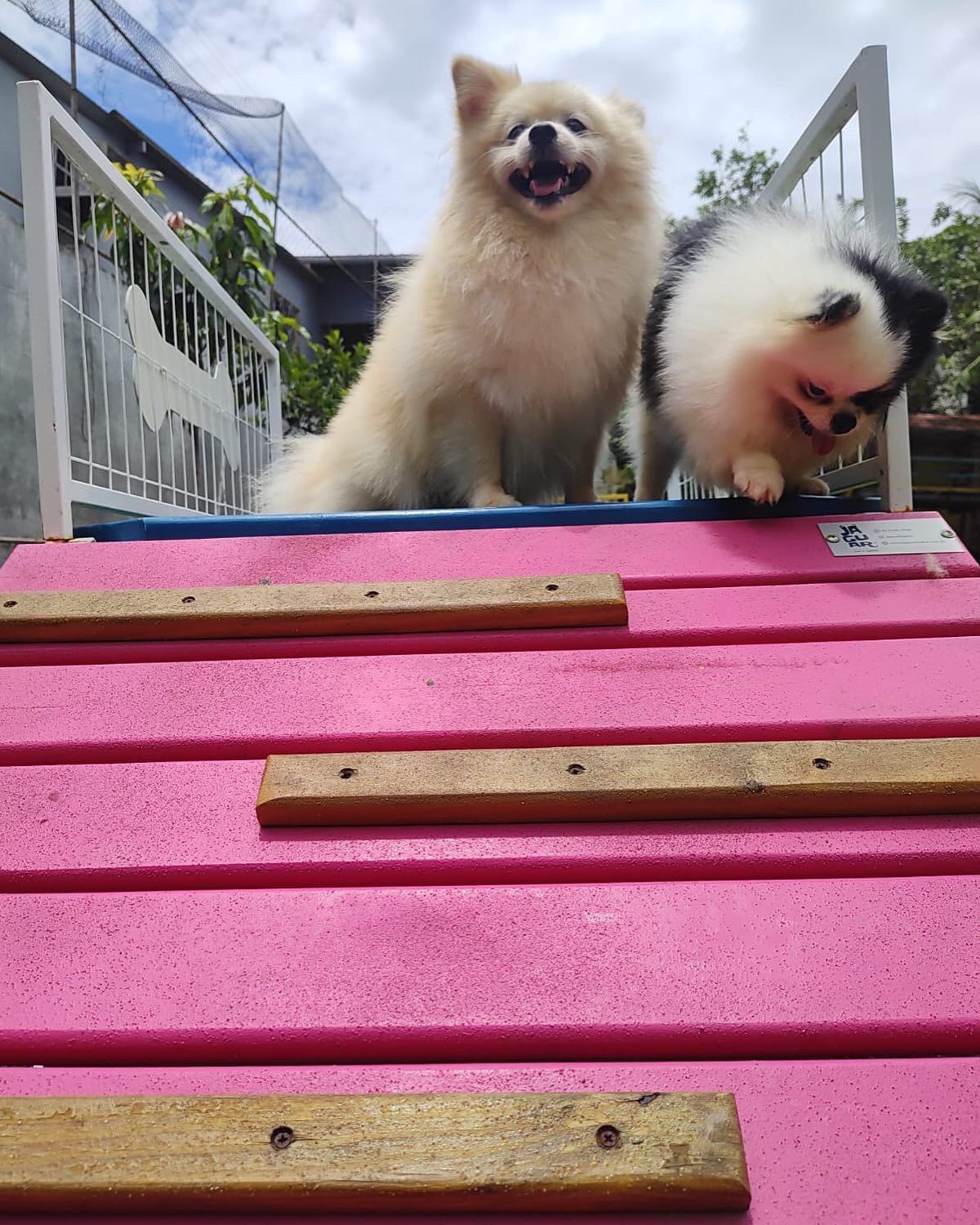 Foto do Patas em Férias Pet Resort