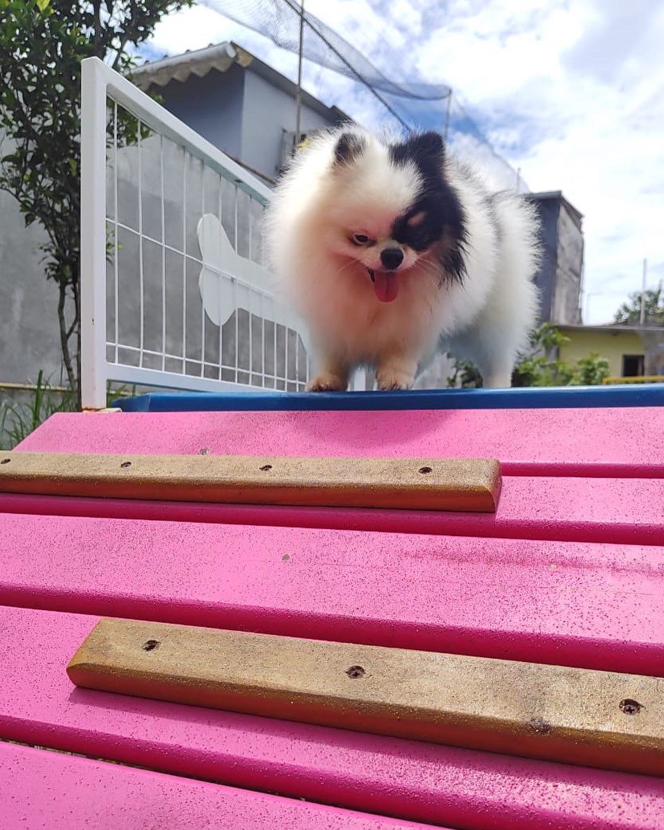 Foto do Patas em Férias Pet Resort