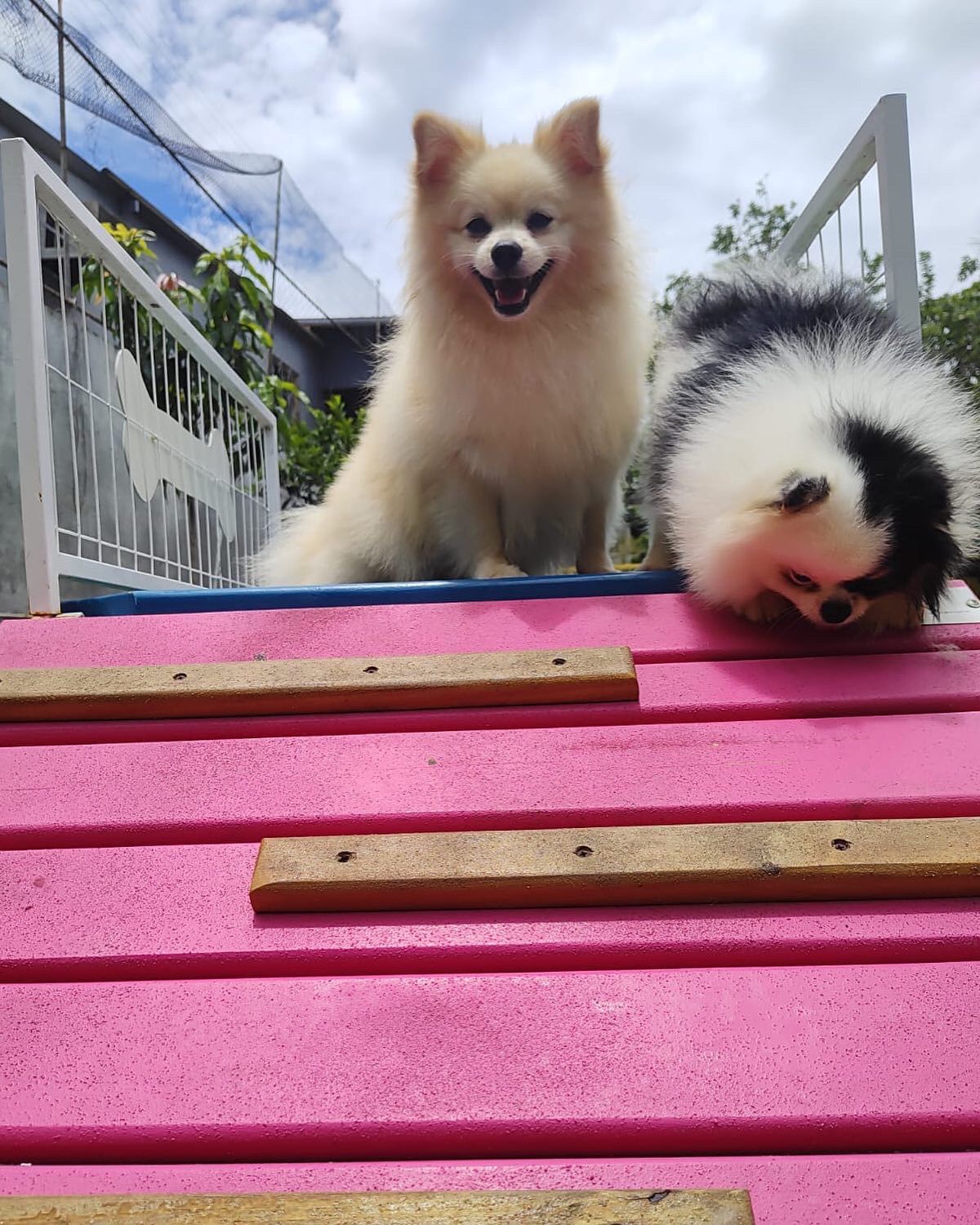 Foto do Patas em Férias Pet Resort