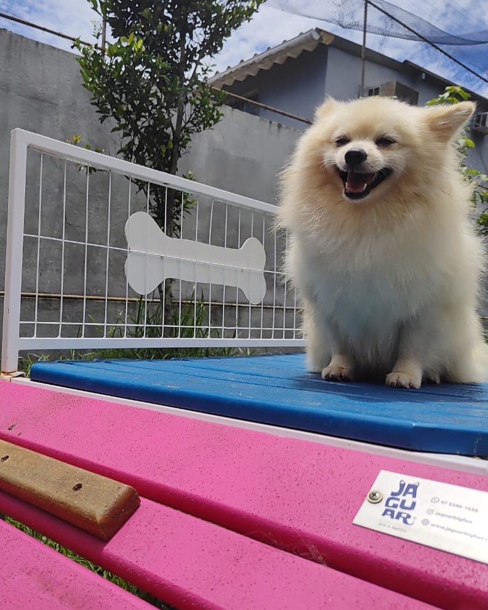 Foto do Patas em Férias Pet Resort