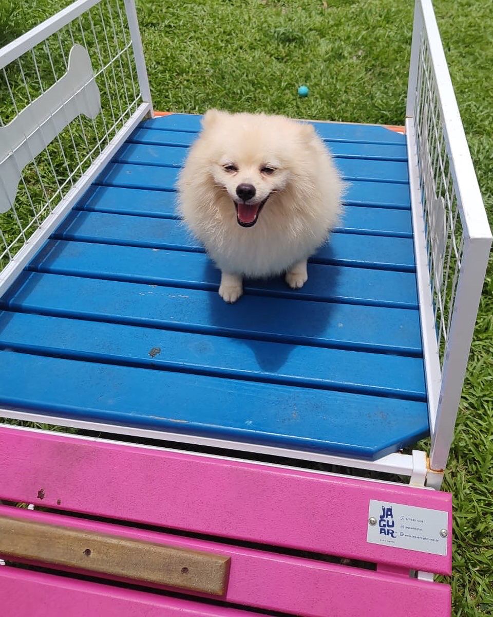 Foto do Patas em Férias Pet Resort