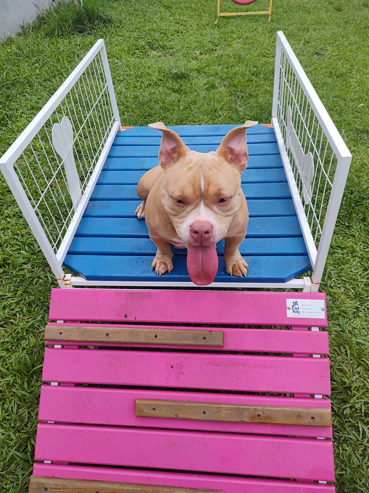 Foto do Patas em Férias Pet Resort