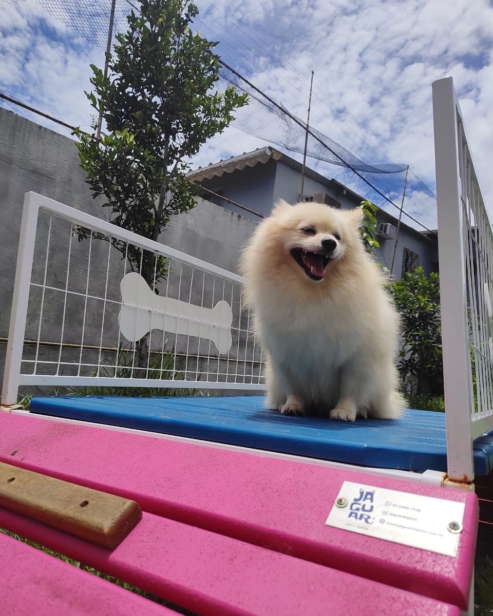 Foto do Patas em Férias Pet Resort
