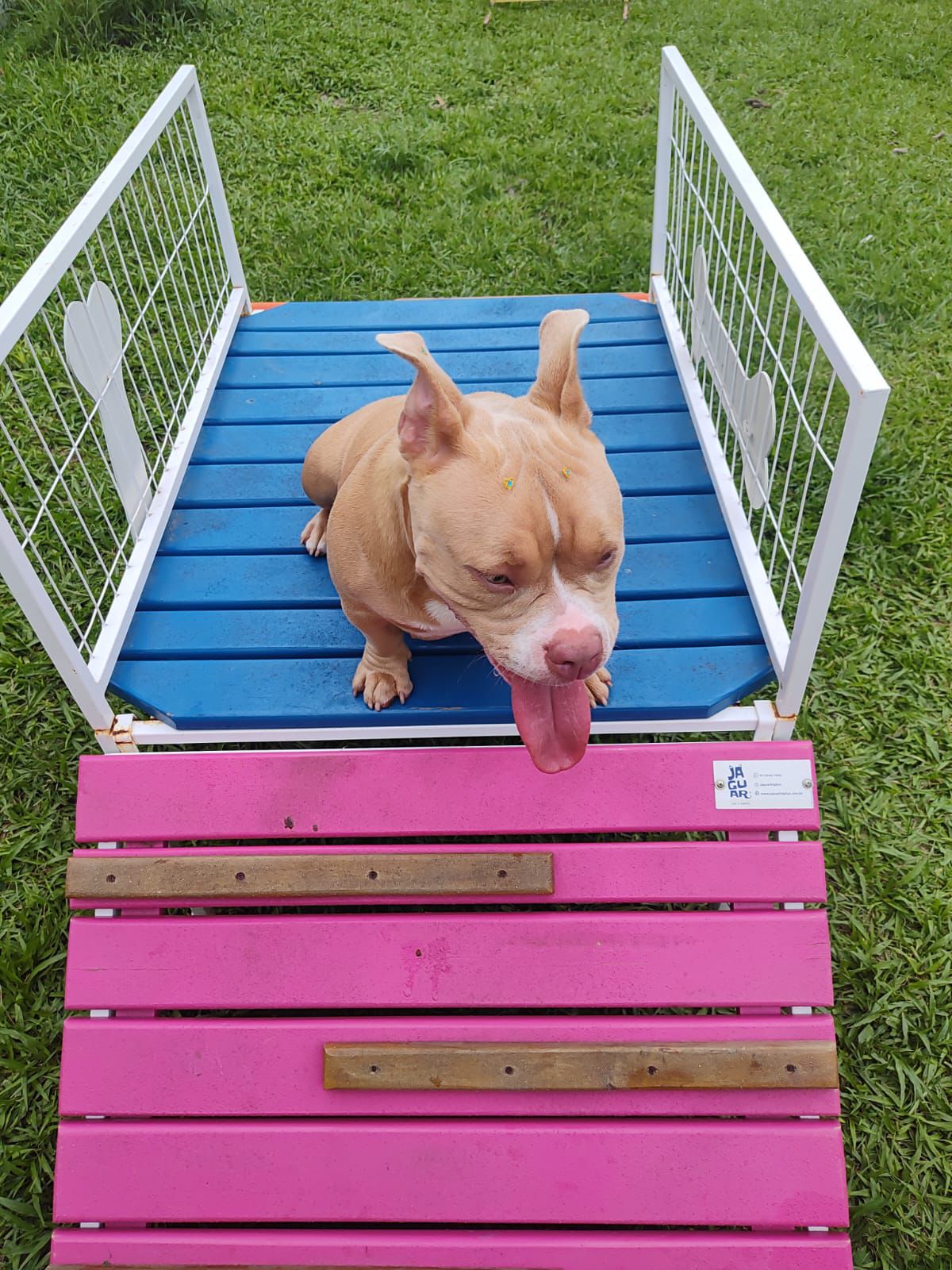 Foto do Patas em Férias Pet Resort