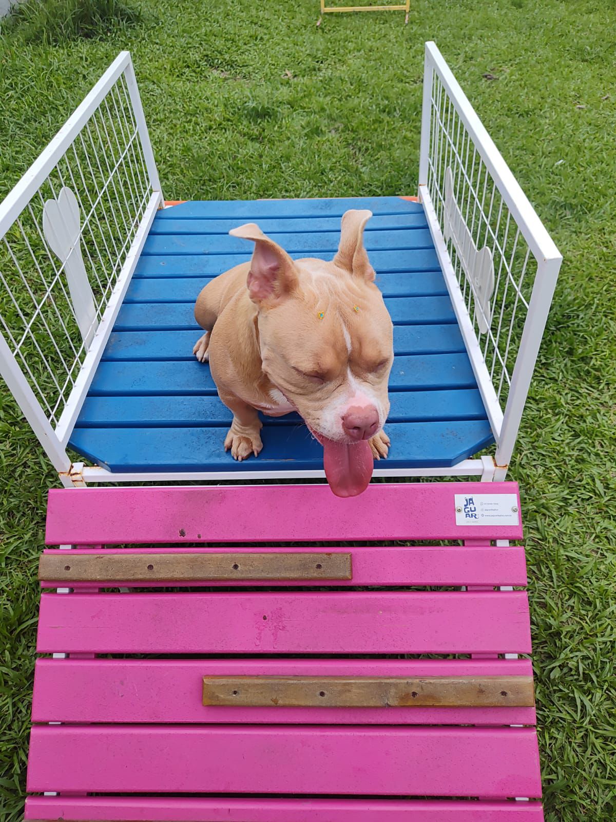 Foto do Patas em Férias Pet Resort