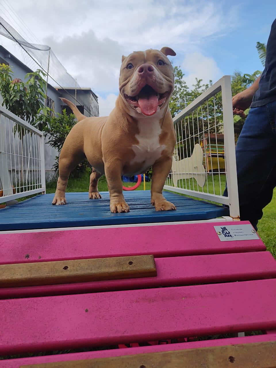 Foto do Patas em Férias Pet Resort