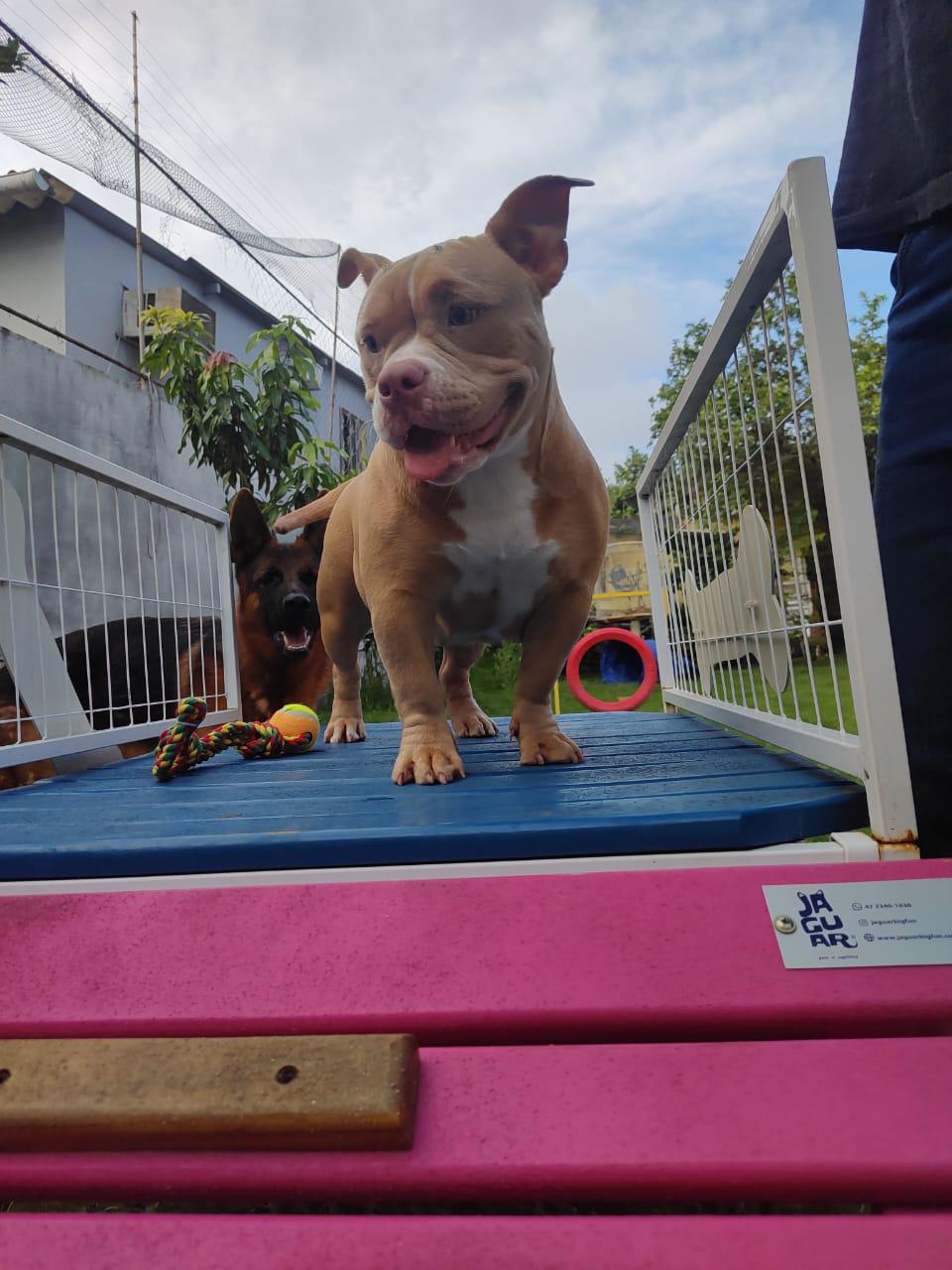 Foto do Patas em Férias Pet Resort