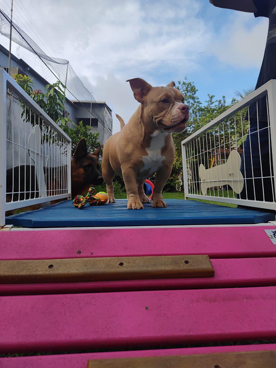 Foto do Patas em Férias Pet Resort