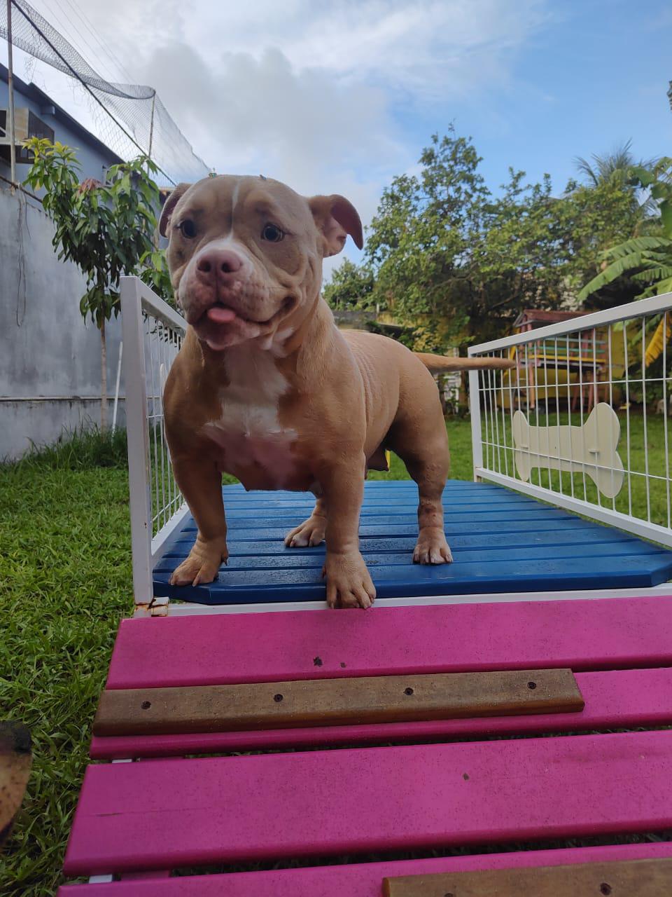 Foto do Patas em Férias Pet Resort