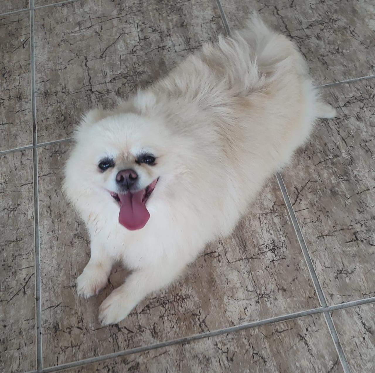 Foto do Patas em Férias Pet Resort