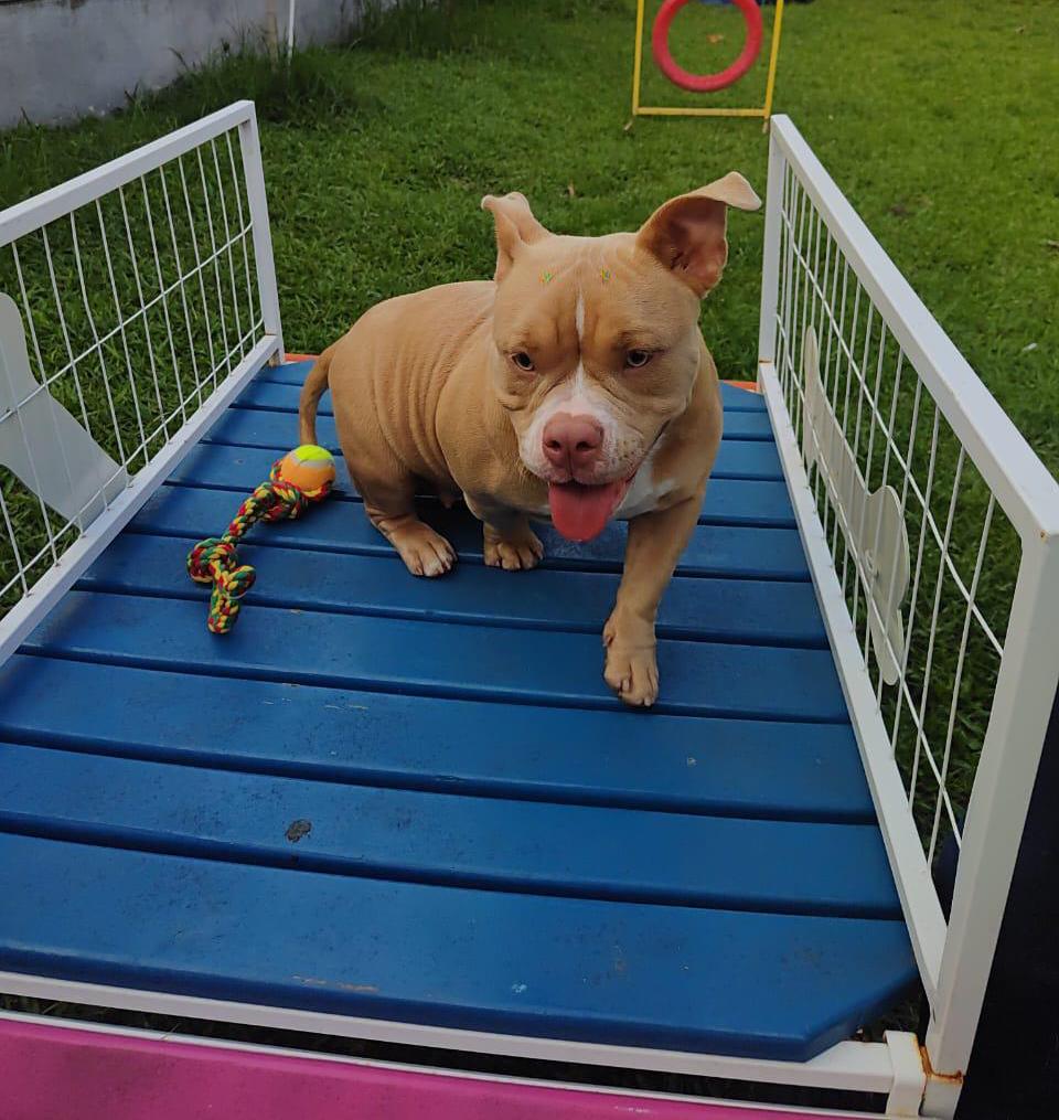 Foto do Patas em Férias Pet Resort