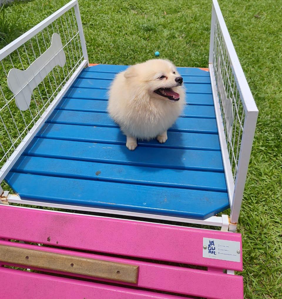 Foto do Patas em Férias Pet Resort