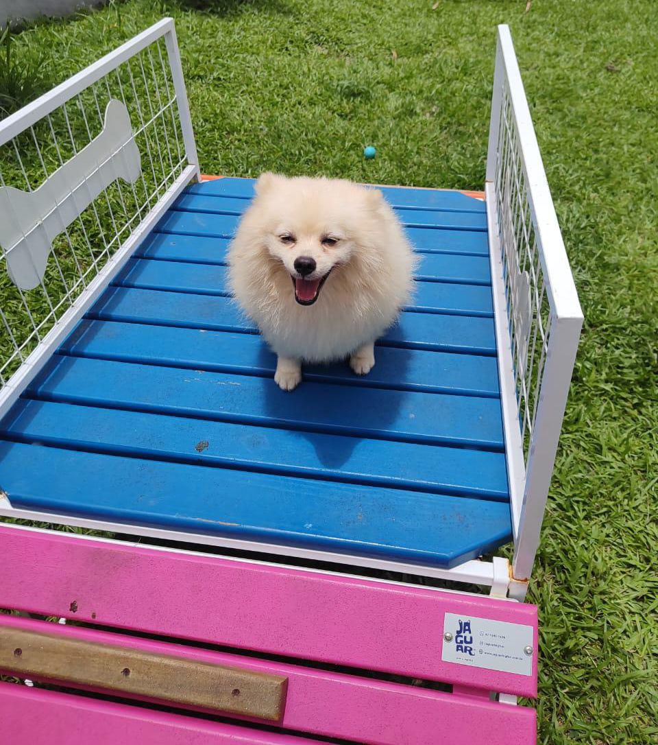 Foto do Patas em Férias Pet Resort