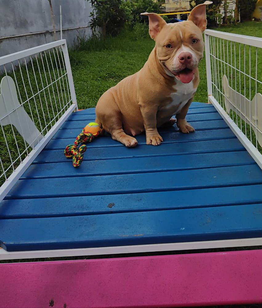 Foto do Patas em Férias Pet Resort