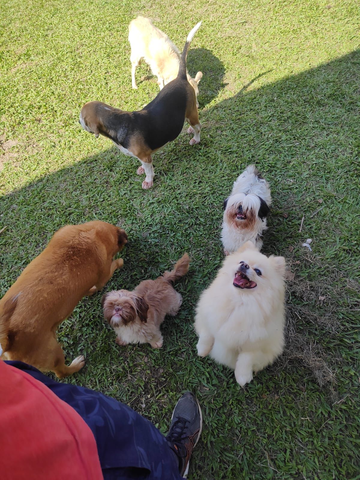 Foto do Patas em Férias Pet Resort