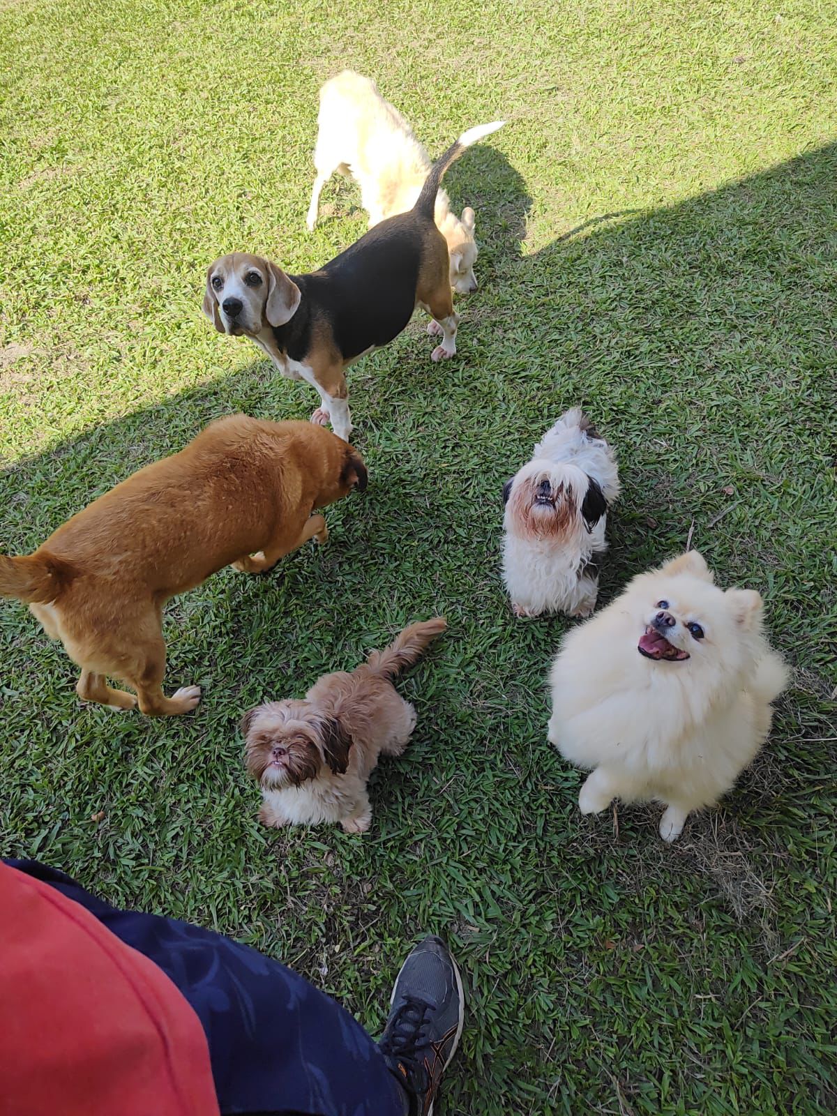 Foto do Patas em Férias Pet Resort