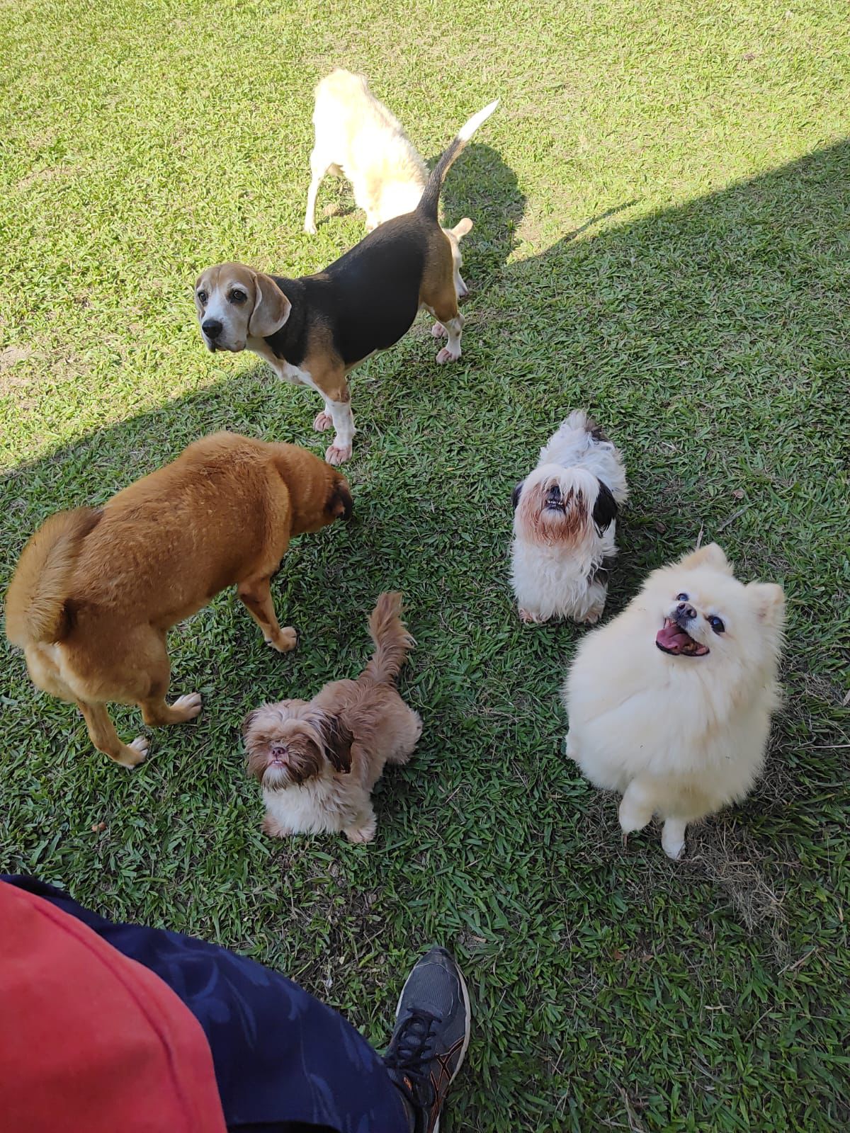 Foto do Patas em Férias Pet Resort