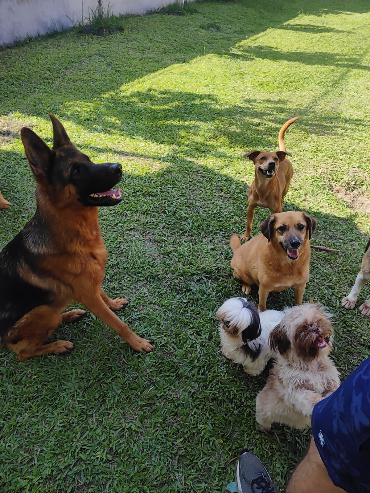 Foto do Patas em Férias Pet Resort