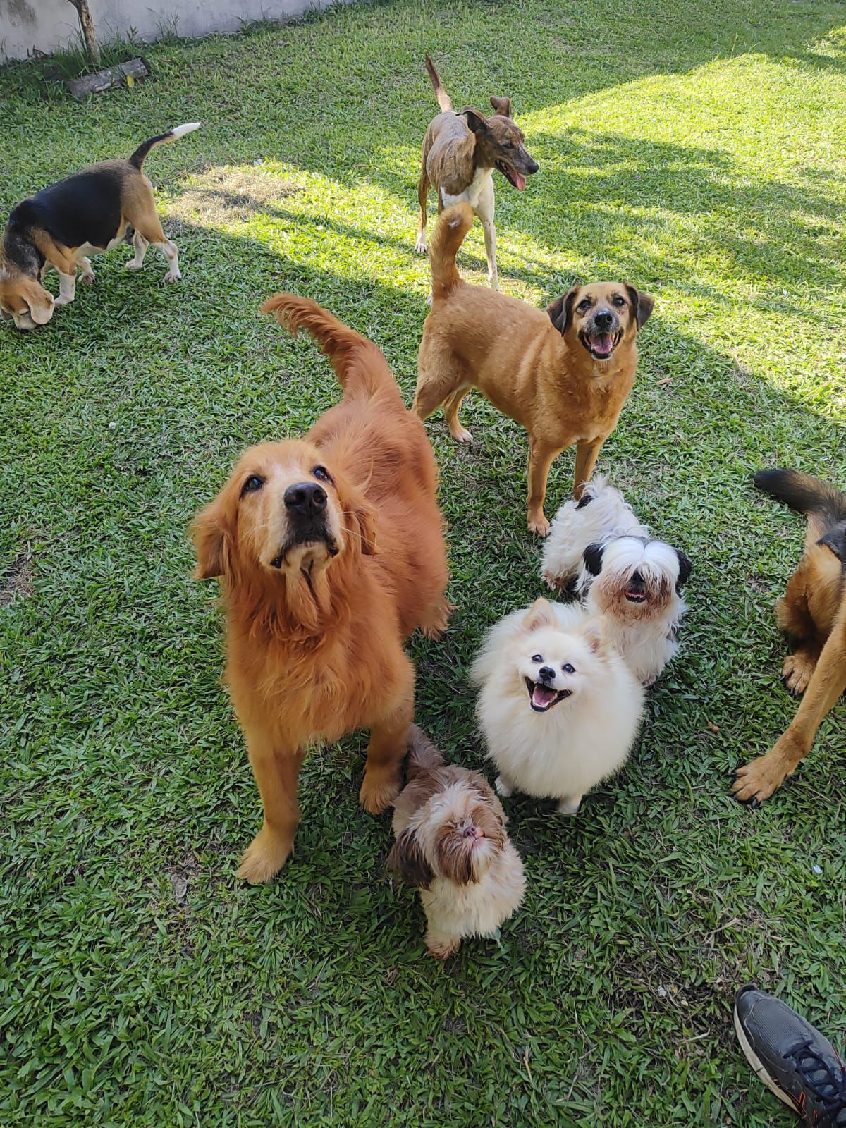 Foto do Patas em Férias Pet Resort