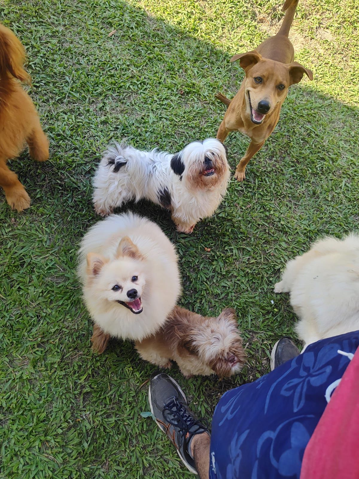 Foto do Patas em Férias Pet Resort