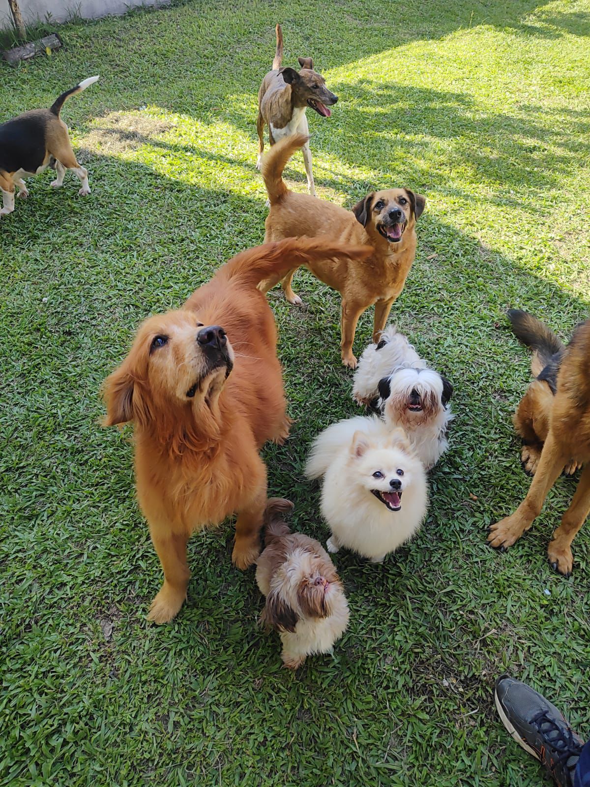 Foto do Patas em Férias Pet Resort