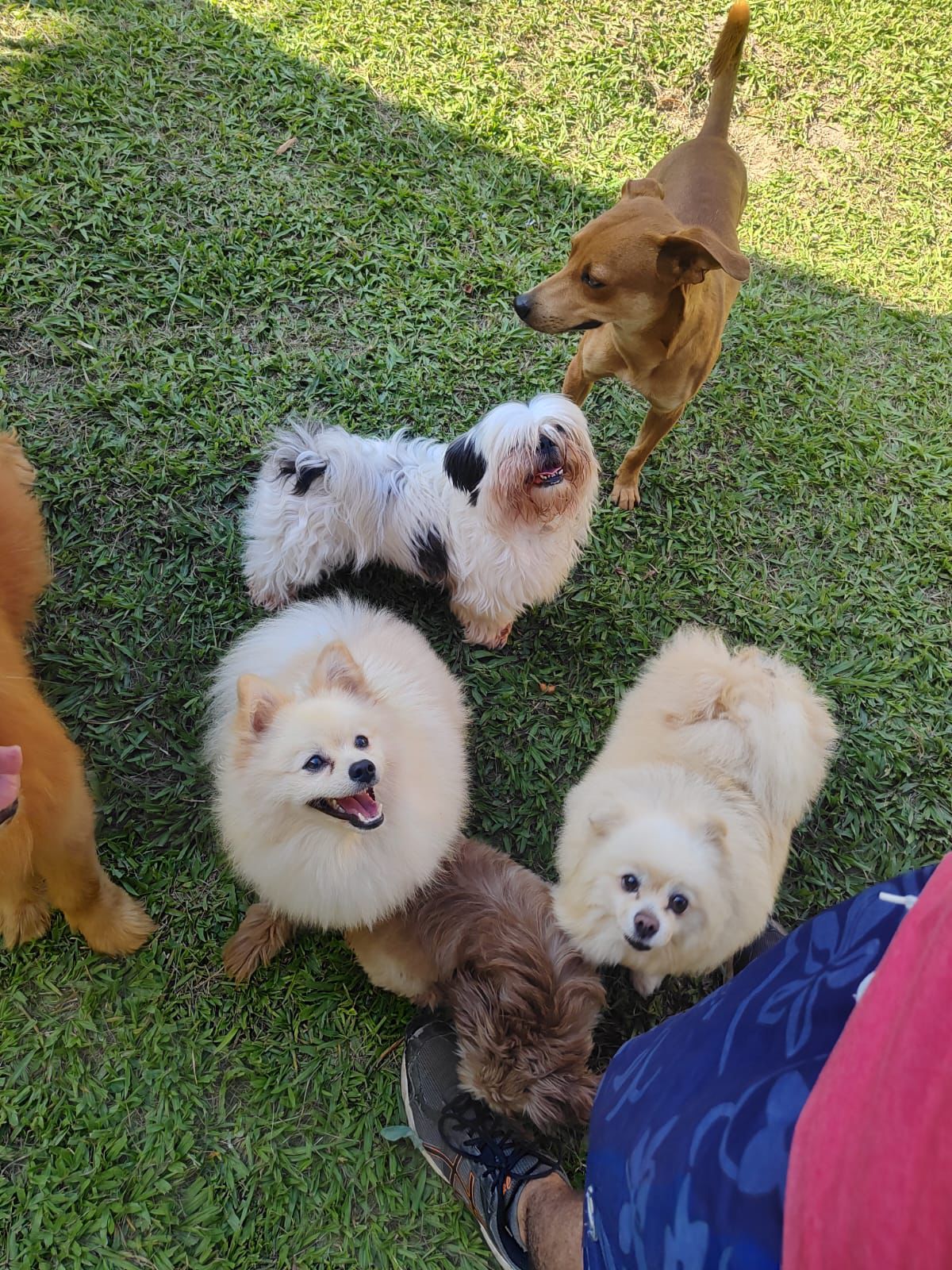 Foto do Patas em Férias Pet Resort