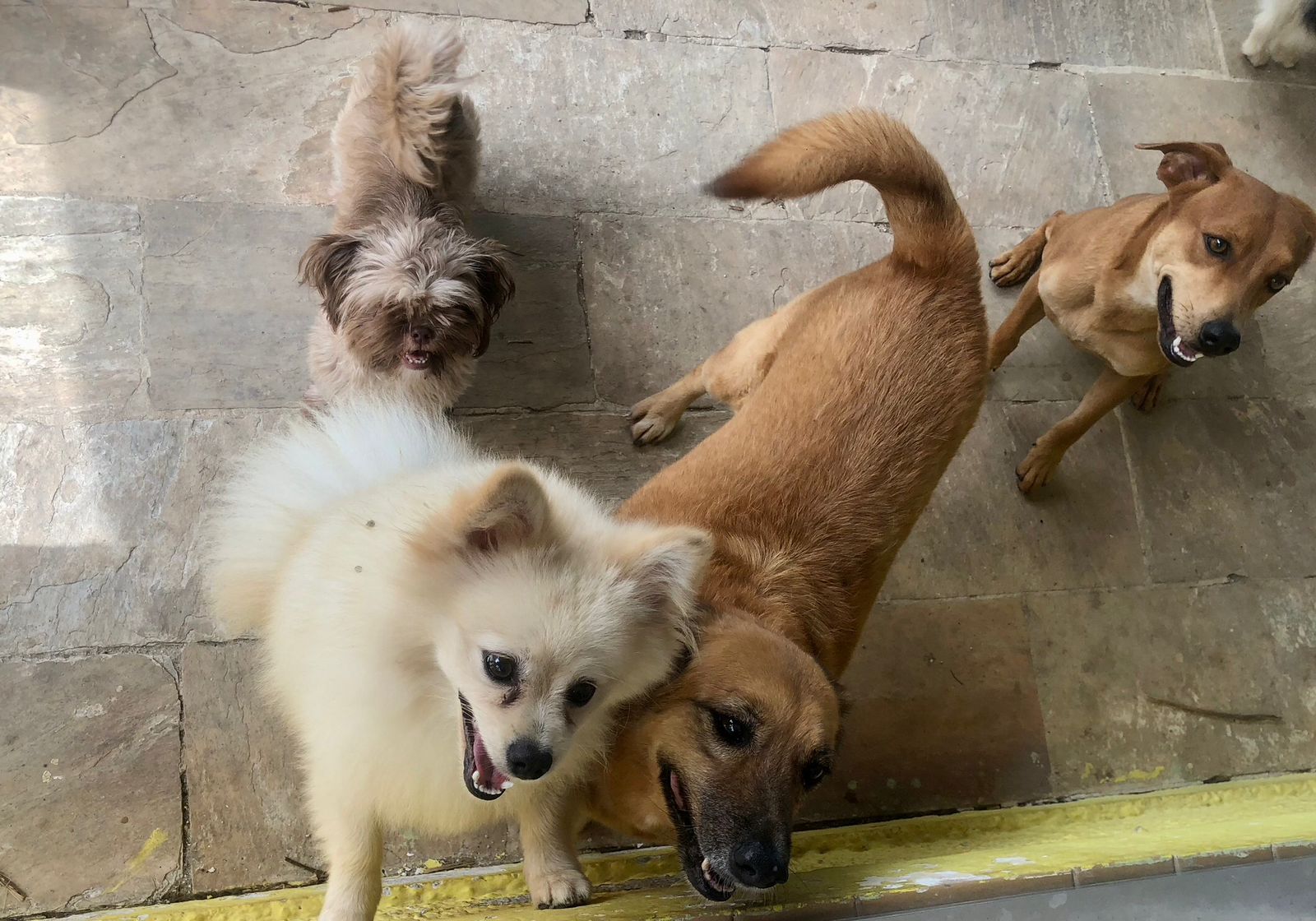 Foto do Patas em Férias Pet Resort
