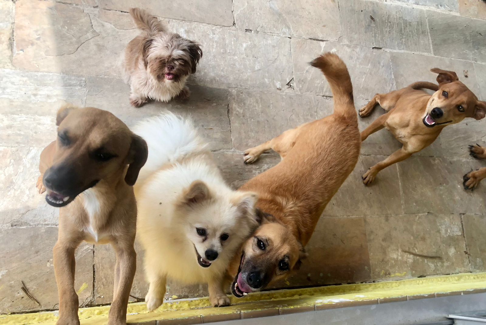 Foto do Patas em Férias Pet Resort