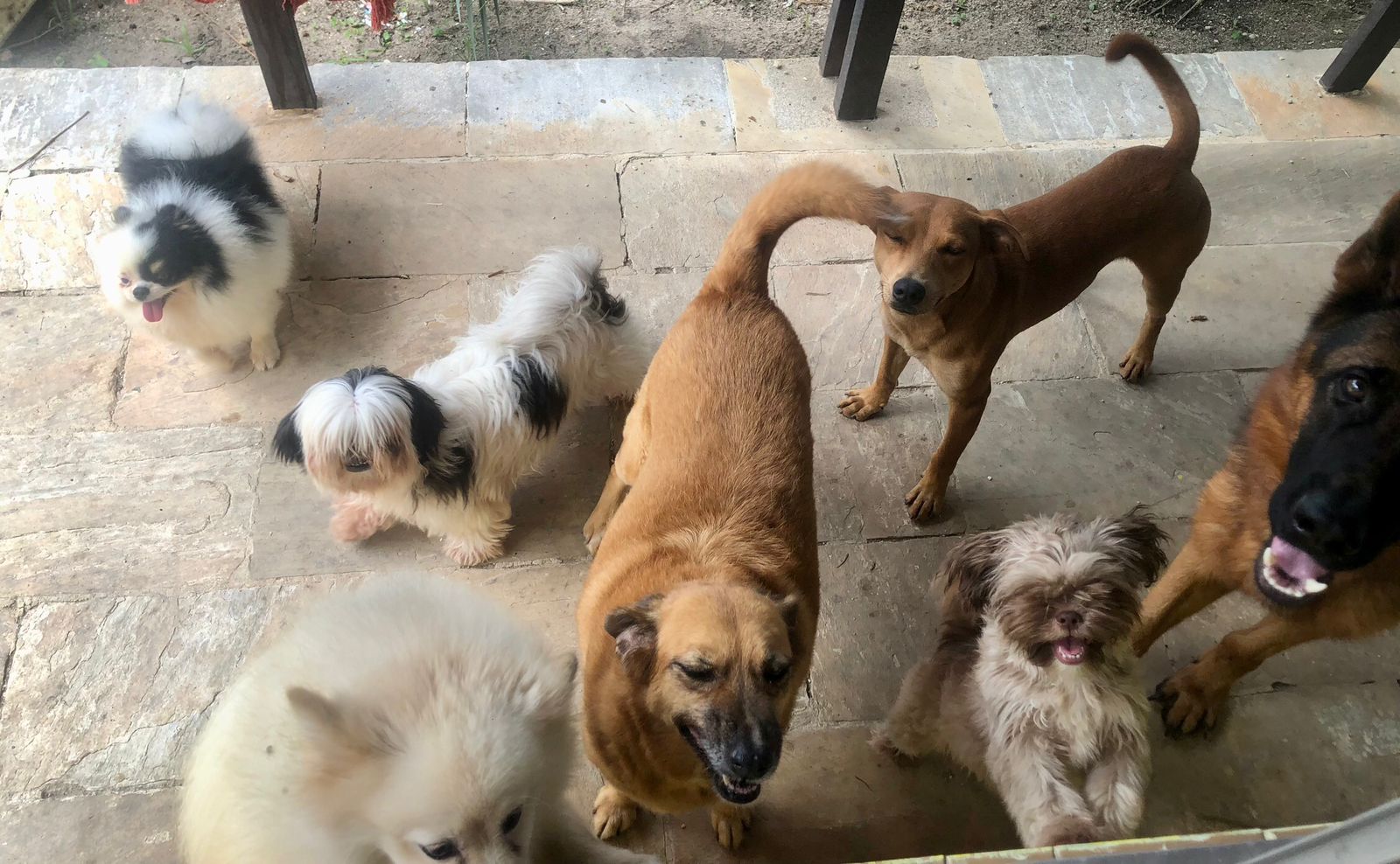 Foto do Patas em Férias Pet Resort