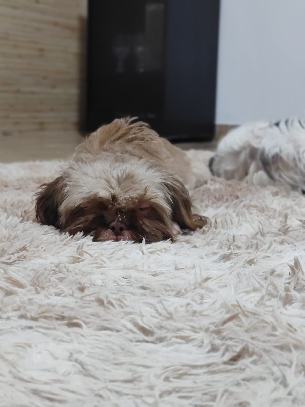 Foto do Patas em Férias Pet Resort