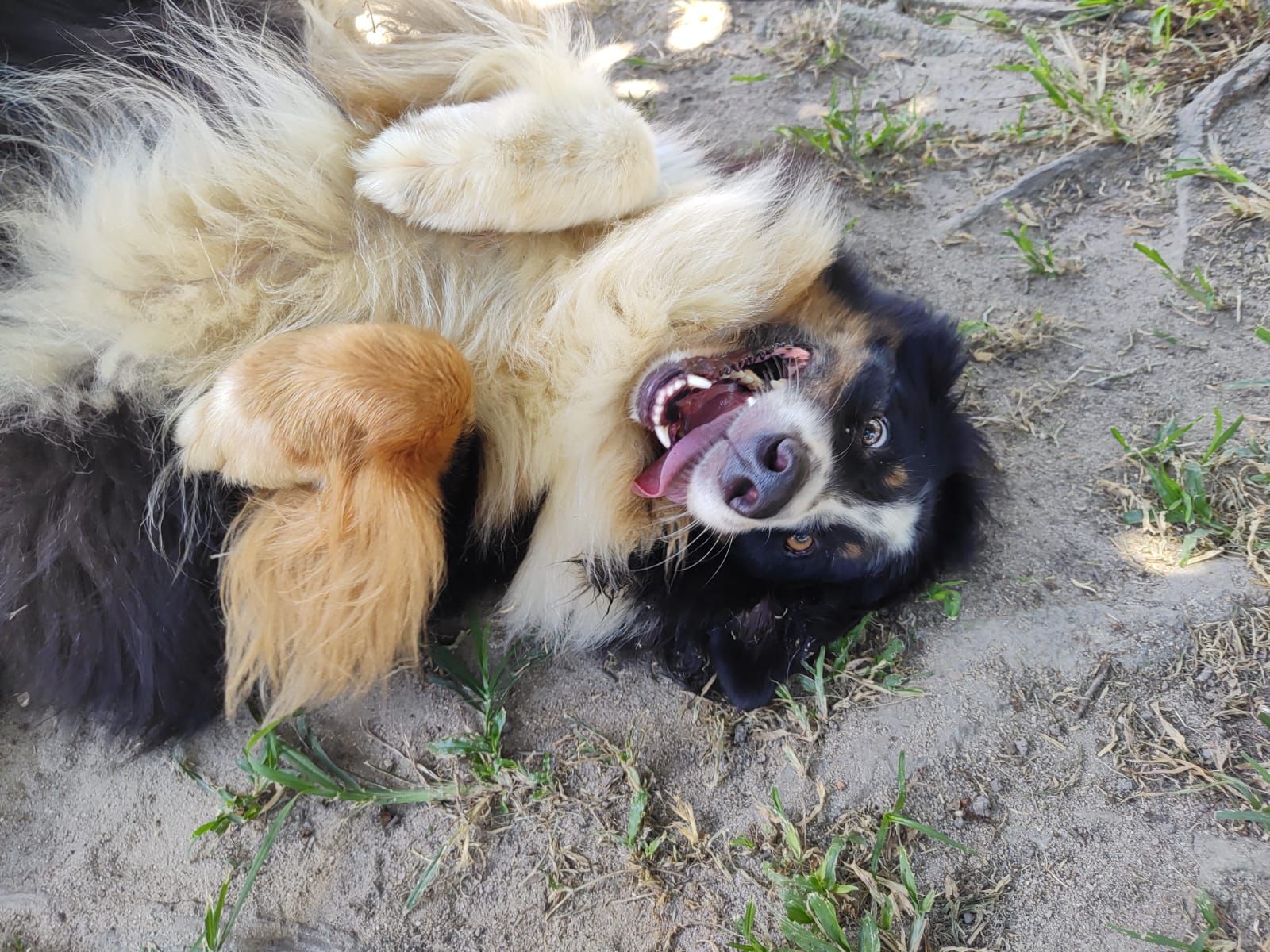 Foto do Patas em Férias Pet Resort