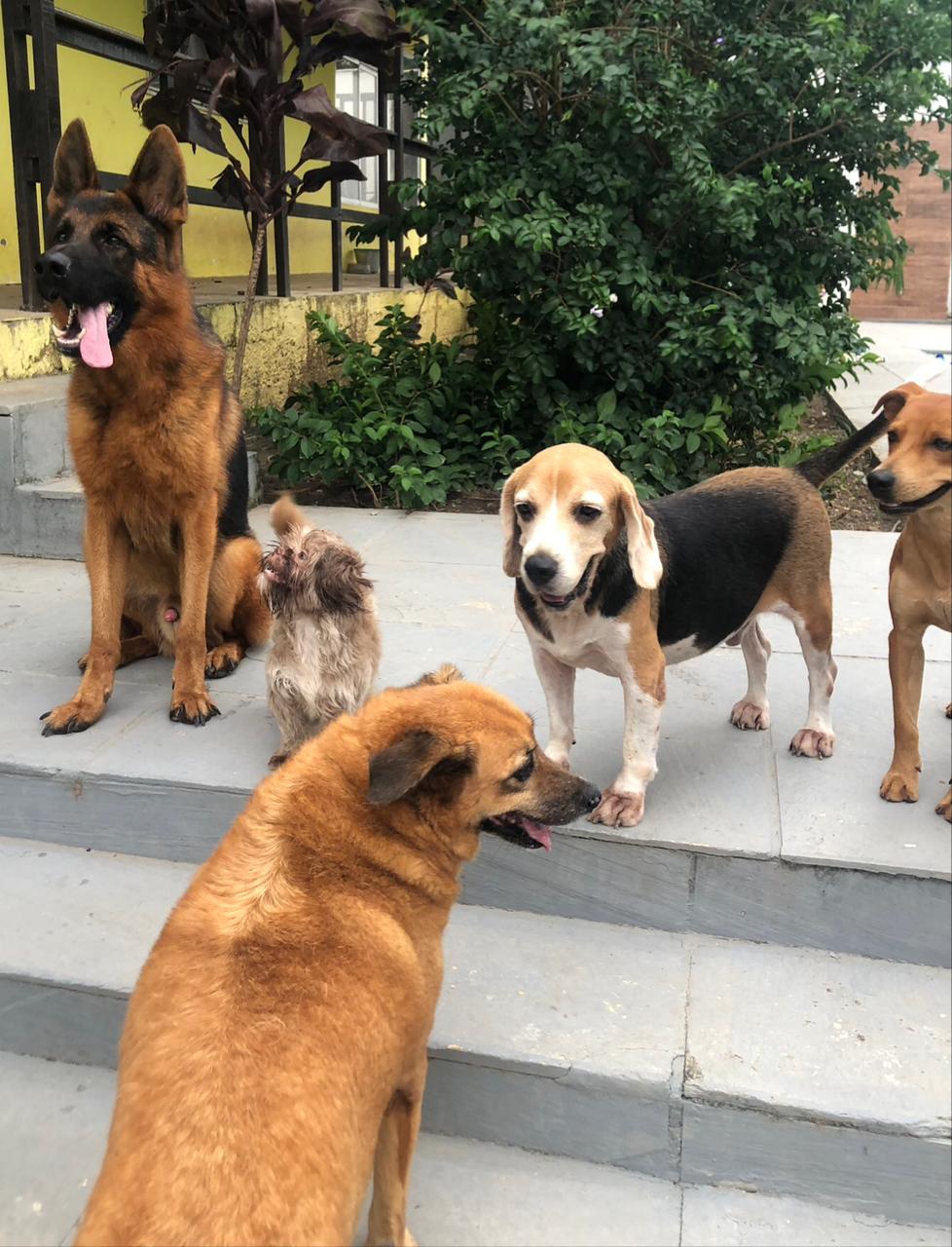 Foto do Patas em Férias Pet Resort