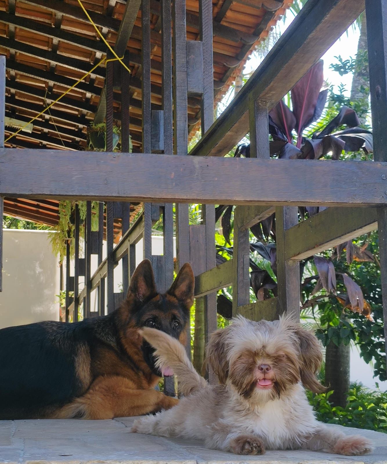 Foto do Patas em Férias Pet Resort