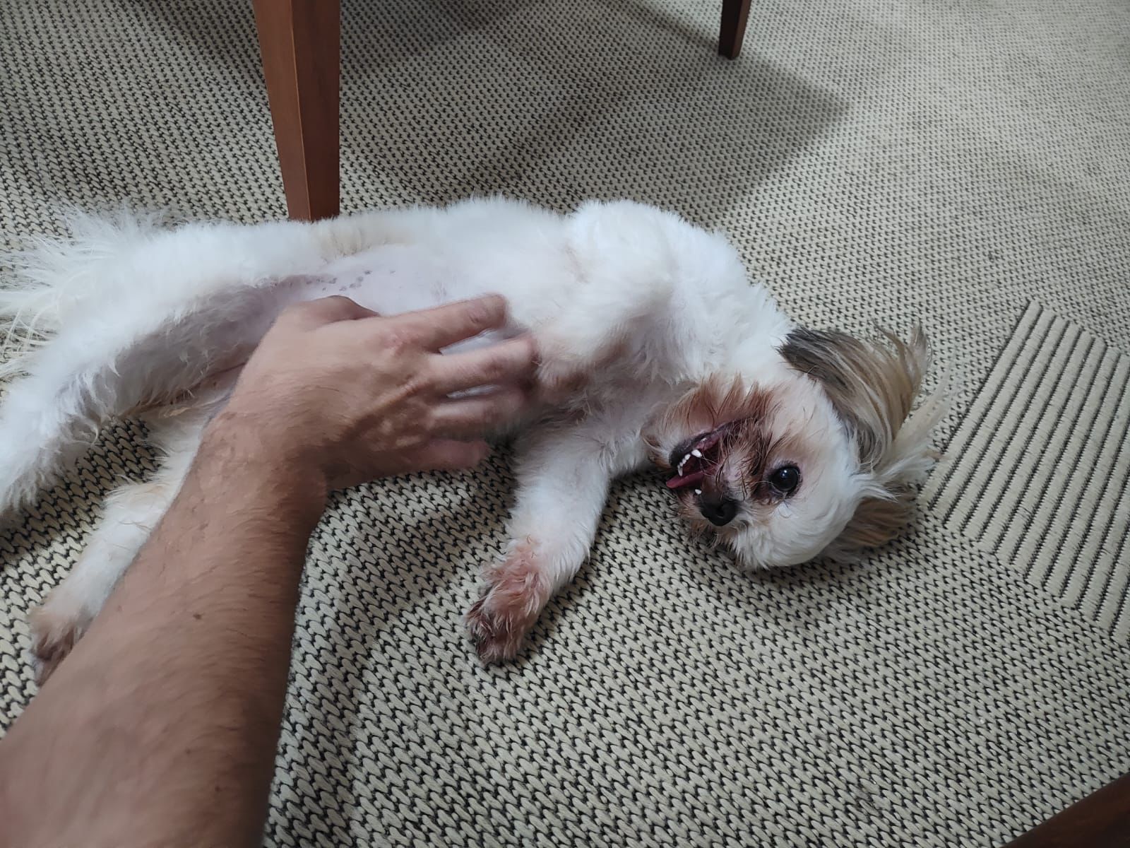 Foto do Patas em Férias Pet Resort